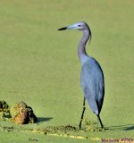 DSC_3075_001.JPG