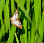 DSC_3101_001.JPG