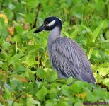 DSC_3112_001.JPG