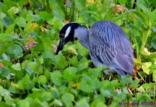 DSC_3113_001.JPG