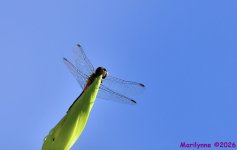 DSC_3143_001.JPG