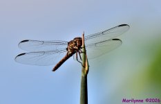 DSC_3148_001.JPG