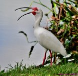 DSC_3152_001.JPG