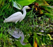 DSC_3158_001.JPG