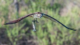 OspreyFish-615.jpg