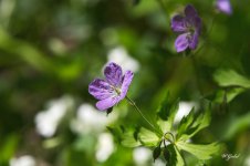 WildGerainum0437 sm.jpg