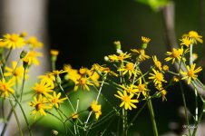TansyRagwort0449 sm.jpg