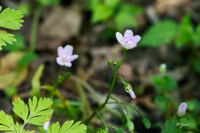 SpringBeauty0461 sm.jpg