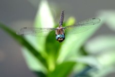 Z63_0005R_cr.jpg