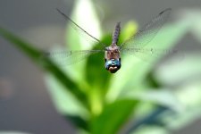 Z63_0006R_cr.jpg