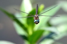 Z63_0007R_cr.jpg