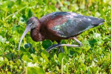 GlossyIbis-615.jpg