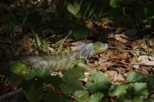 D81_5805_Animal, Reptile.jpg