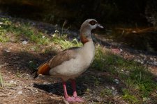 D81_5808_Bird.jpg