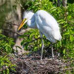 GreatEgretNestling-615.jpg