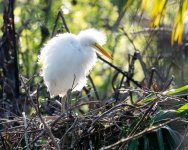 GreatEgretNestling-616.jpg