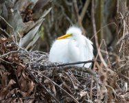 GreatEgretNestling-617.jpg