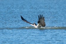 OspreyOffWater-615.jpg