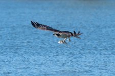 OspreyOffWater-619.jpg