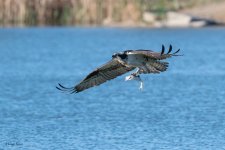 OspreyOffWater-620.jpg