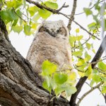 OwletsBranched-615.jpg
