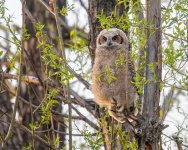 OwletsBranched-617.jpg