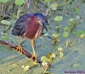 DSC_3318_001.JPG