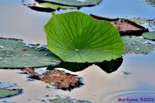 DSC_3365_001.JPG
