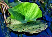 DSC_3371_001.JPG