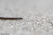D50_4261.jpg