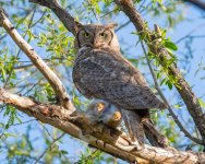 OwlWithPrey-618.jpg