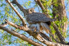 OwlWithPrey-620.jpg