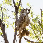 OwlWithPrey-621.jpg