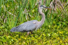 GBH-621.jpg