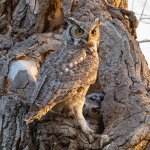 OwlDadNest-621.jpg