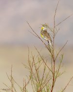 Meadowlark-621.jpg