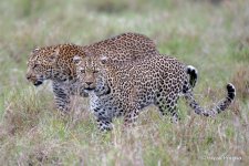 _DSC1095_bp.JPG