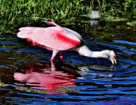DSC_3440_001.JPG