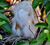 DSC_3471_001.JPG