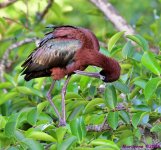 DSC_3475_001.JPG
