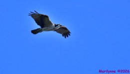 DSC_3550_001.JPG