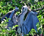 DSC_3569_001.JPG