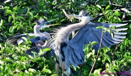 DSC_3577_001.JPG