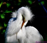 DSC_3684_001.JPG