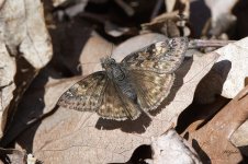 JuvenalsDuskywing0534 sm.jpg