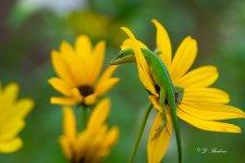 DSC_5575-DeNoiseAI-low-light.jpg