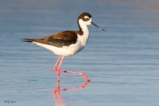 BlackNeckedStilt-621.jpg