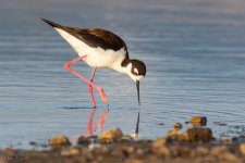 BlackNeckedStilt-622.jpg