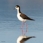 BlackNeckedStilt-623.jpg