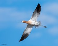 AvocetFlight-621.jpg